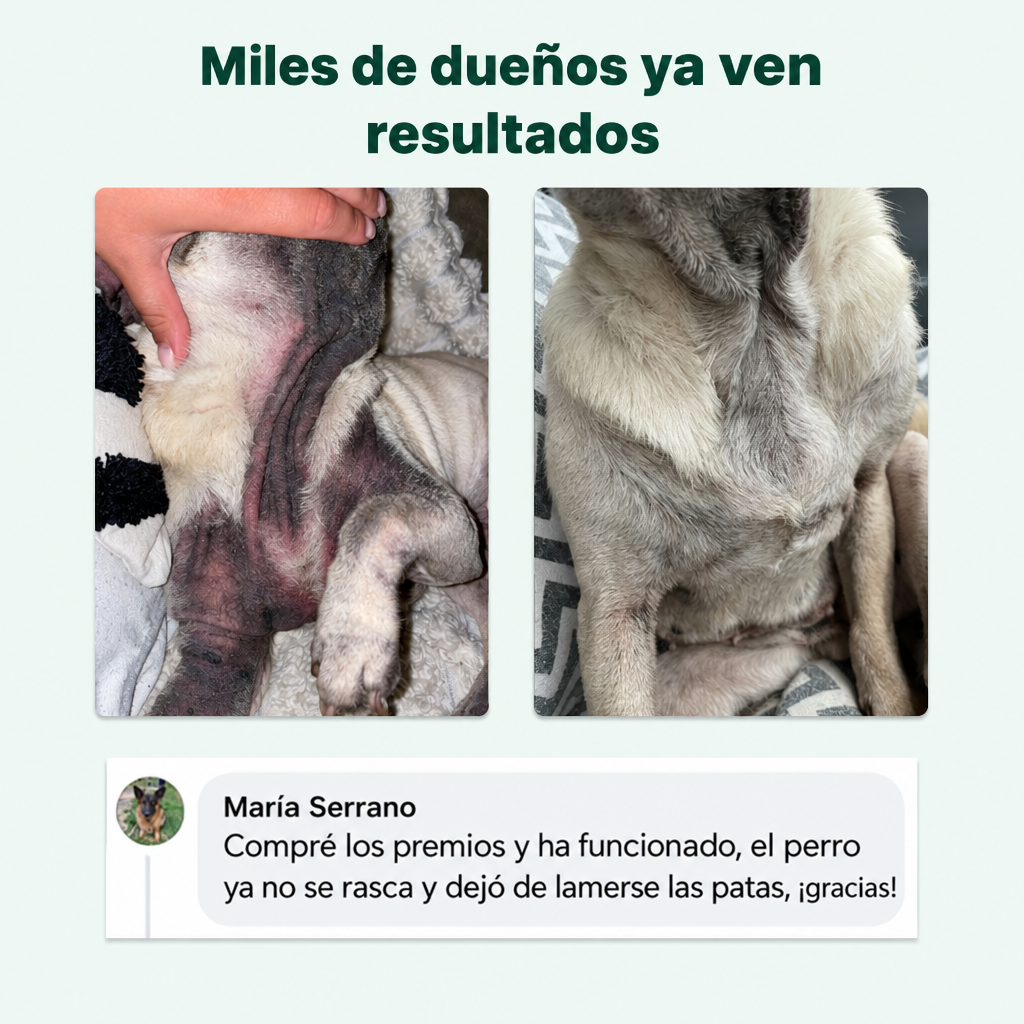 DogSuppy Rifia 8